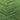 259 Leprechaun DK