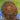 Autumnsong  Beanie - Mandy Moore - Olach Designs