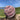 Clover Beanie - Mandy Moore (Olach Designs)