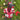 Rudolph Ramdeer (outfit only) - Janice Anderson
