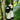 Wee Blackface Sheep (ver2) - Janice Anderson  (knitted fun version of the Blackface Sheep breed)